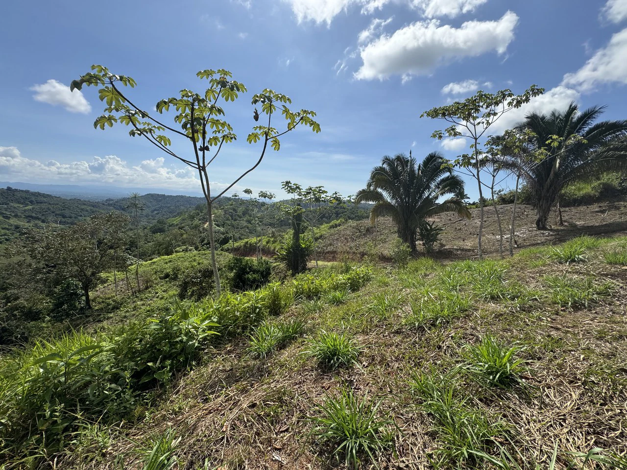 12 Acre Ocean View Farm in a Private Agricultural Community - Gallery image 22