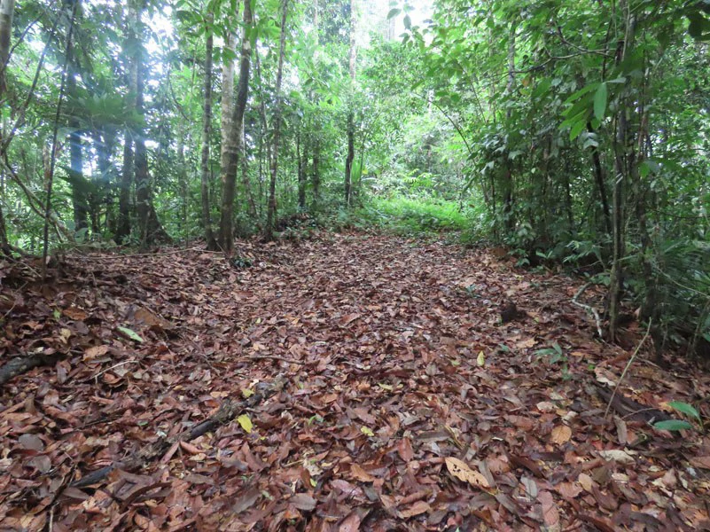 34-Acres of Forest For Sale in Riyito de Puerto Jimenez - Gallery image 16