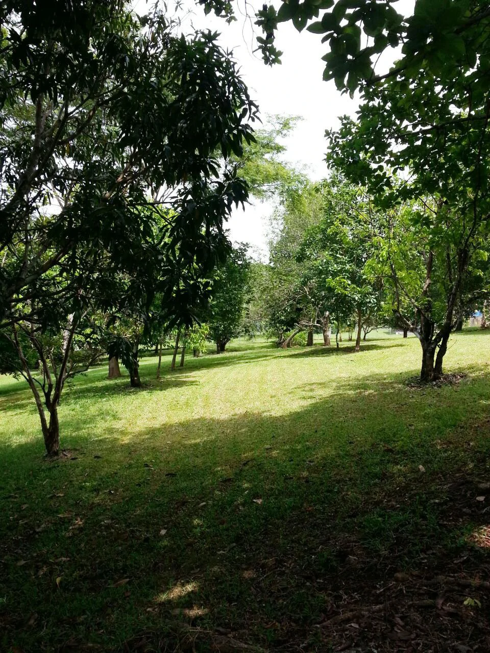 Finca Wellness: Live the Pura Vida Dream – Nature, Privacy & Pacific Beaches - photo 13