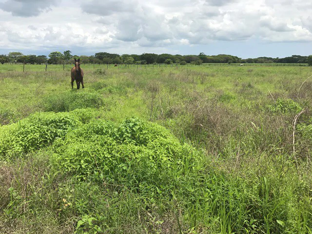 Property close to Liberia and Discovery Park - Gallery image 7