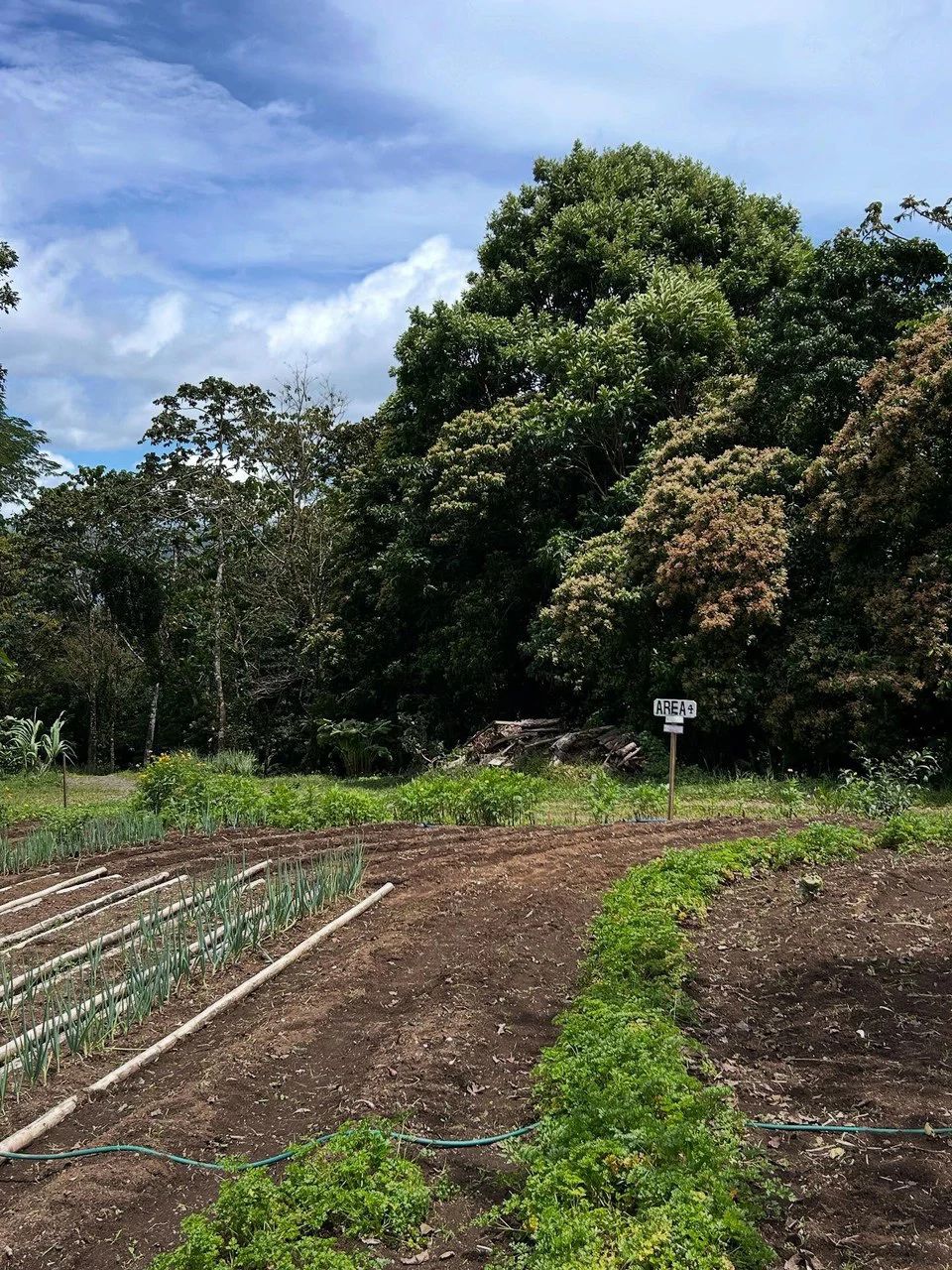 NATURES BOUNTY - Certified Organic Farm - Gallery image 16