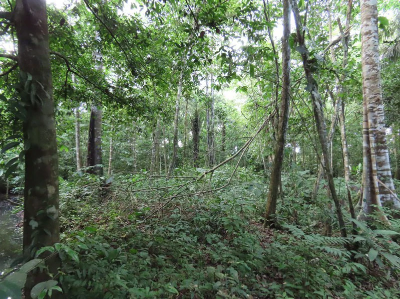 0.25 Acres Lots For Sale in La Amapola, Puerto Jimenez on Highway-245 - Gallery image 8