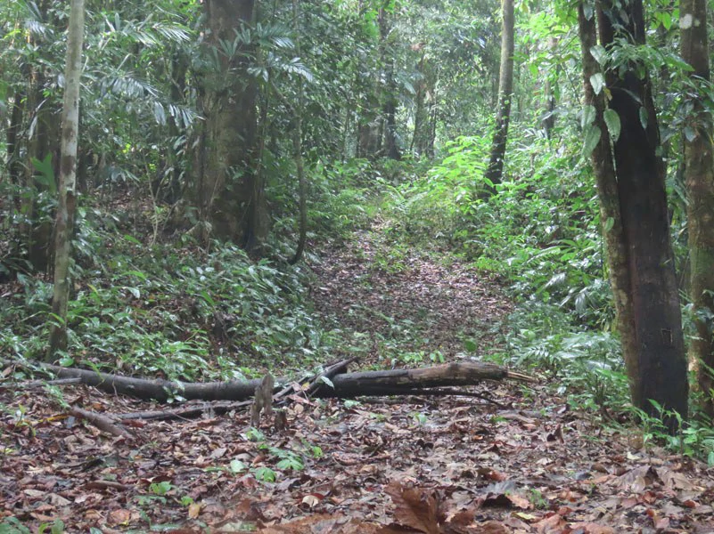 34-Acres of Forest For Sale in Riyito de Puerto Jimenez - Gallery image 8