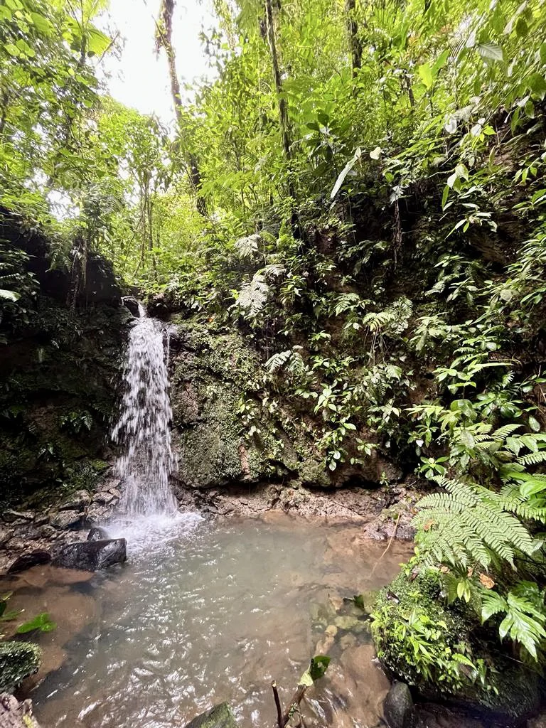 Spectacular 72.44 acres: Magical rain forest paradise with river, waterfall, hiking trails, diverse wood and fruit trees. Perfect location for retreat development, hotel or home. - photo 14