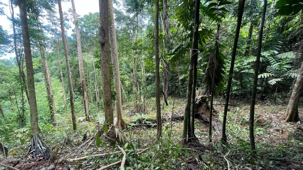 Eduardo Lee 17 Acres: Mountain Agricultural Land For Sale in Bejuco - Gallery image 8
