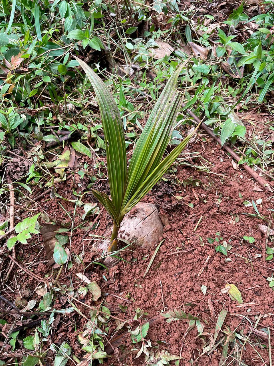 ID 4167: Investment Opportunity: 8-Acre Reforested Mountain Finca in Puriscal - Gallery image 25