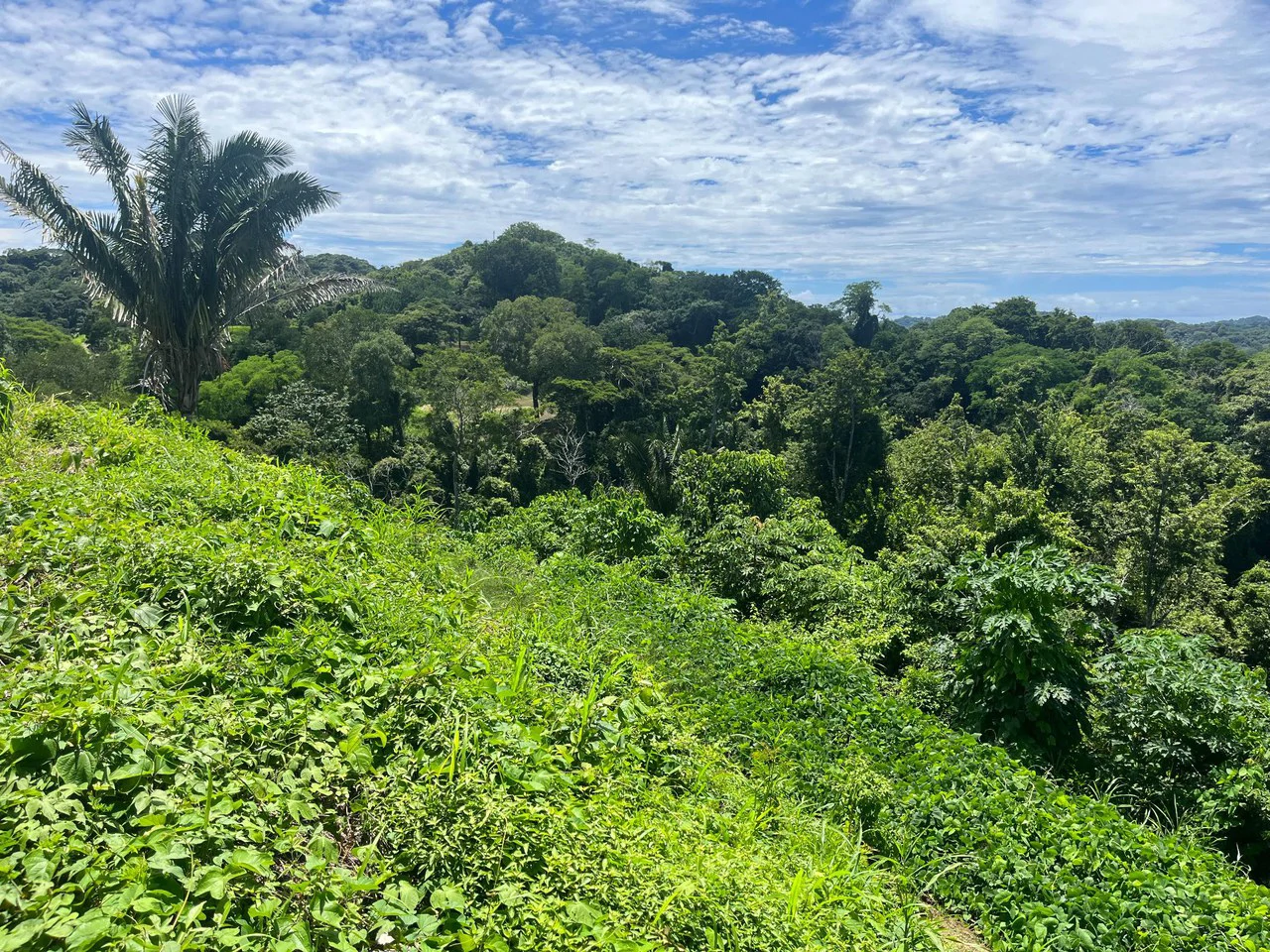 Lot Micky: Perfect Construction Opportunity Near Samara Beach - Gallery image 7
