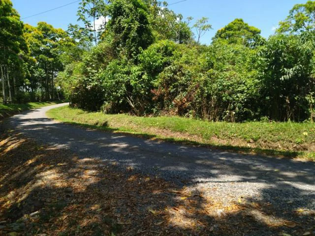 Cacao farm for sale, close to the Jungle Mountains of Bijagua,  with river frontage in a beautiful valley and soft rolling hills