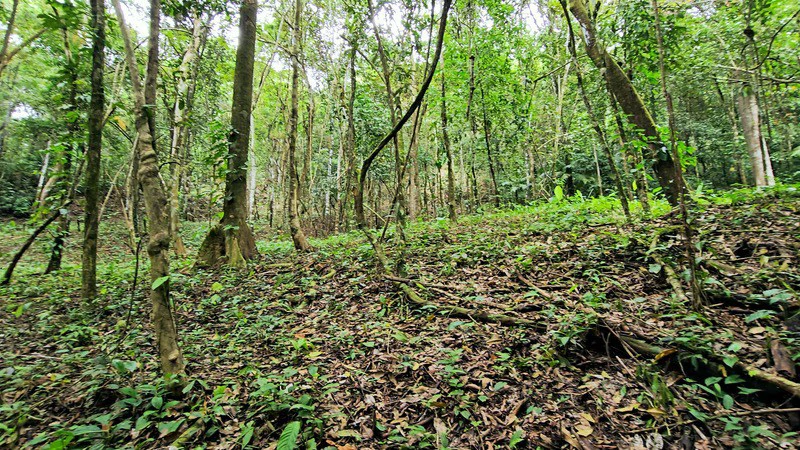 Finca Makambu: Countryside, Mountain, Near the Coast and Riverfront Property For Sale in Barú - Gallery image 23