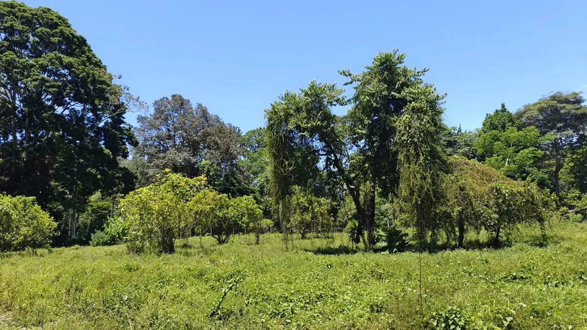 ID 924: El Cortijo: El Cortijo - Residential Lots for Sale in Hone Creek Near Puerto Viejo - Gallery image 7
