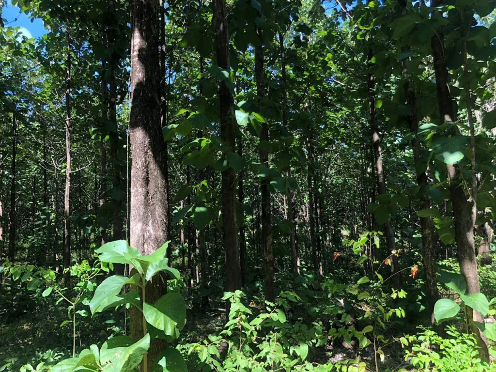 Teak Farm for Sale with a Hacienda Villa and 3 houses in La Cruz, 1 hour away from Liberia - Gallery image 8
