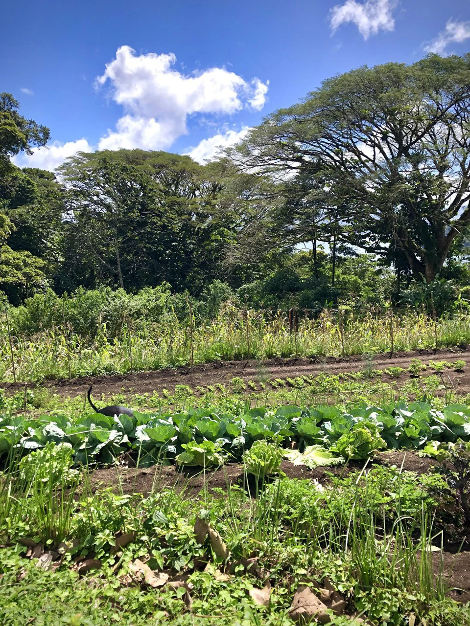 NATURES BOUNTY - Certified Organic Farm - Gallery image 14