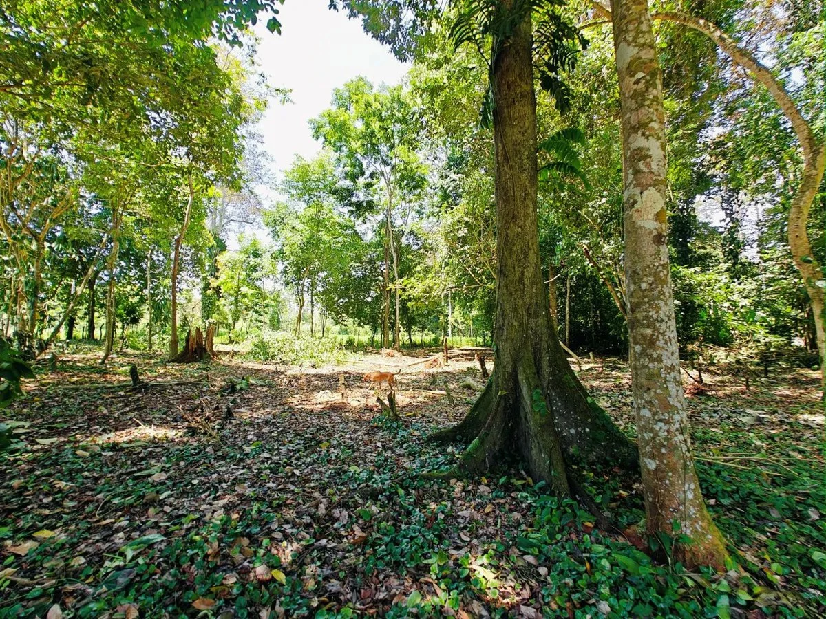 ID 879: Lot 5 - 2237 sqm Creekside Titled Lot Near Playa Grande, Cahuita - Old Yard Development - Gallery image 6