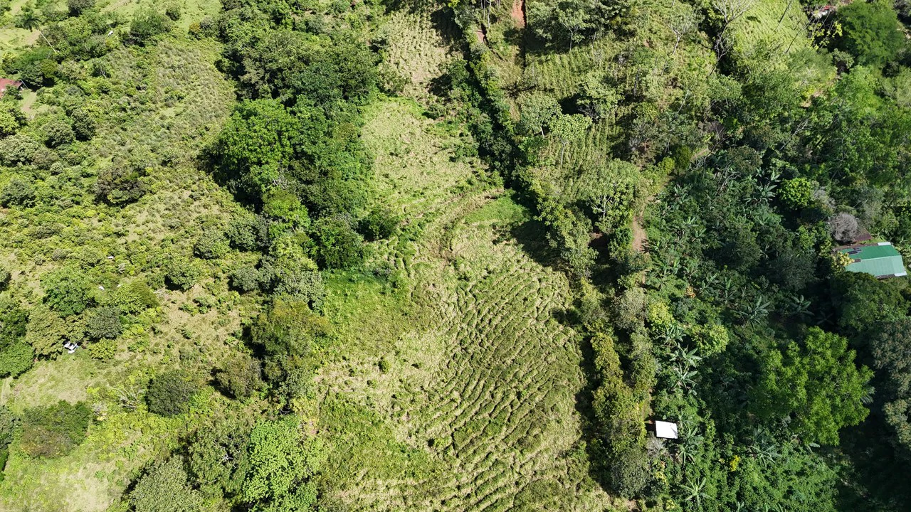 FINCA EN MIRAFLORES: Mountain Agricultural Land For Sale in El General - Gallery image 8