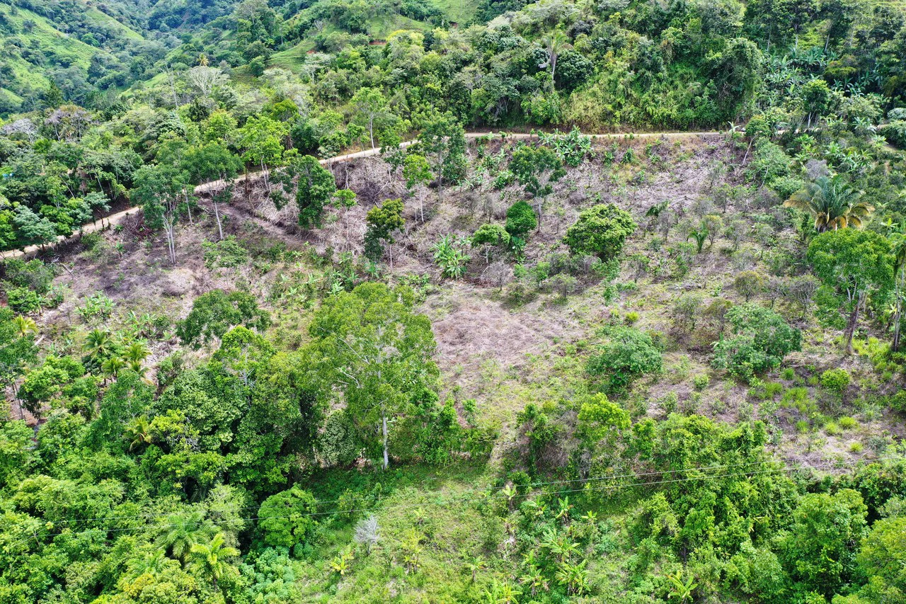 4.6 Acre Tropical Fruit Farm with Elevated Homesite & Valley Views San Isidro - photo 9