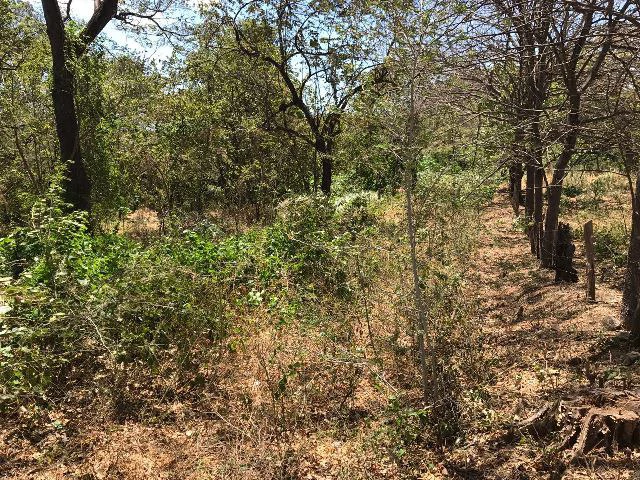 Huge terrain for sale in Guardia close to the International Airport of Liberia - Gallery image 20