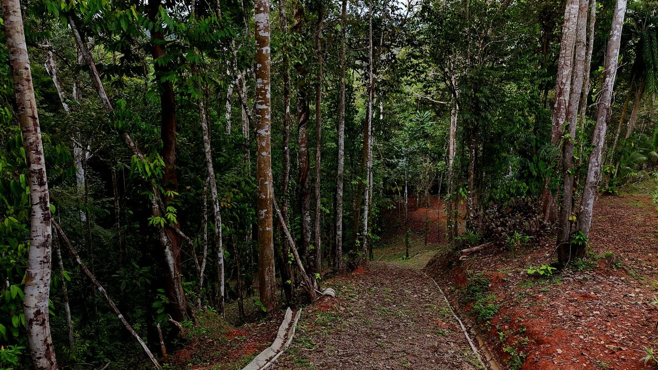 3.75-Acre Jungle Lot with Creek in Ventanas de Osa, Puntarenas