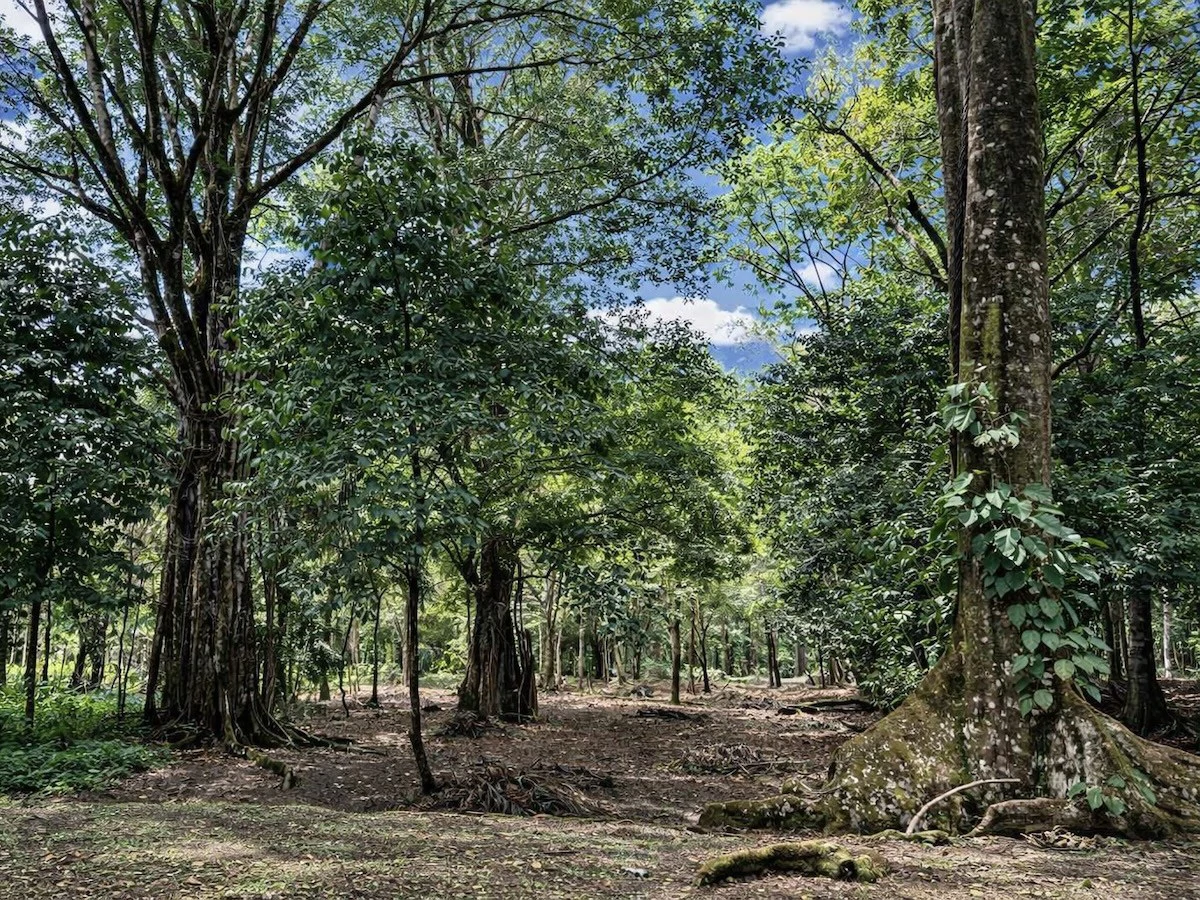 Property Near Carate Beach | 3.5 Hectares, Osa Peninsula - Gallery image 2