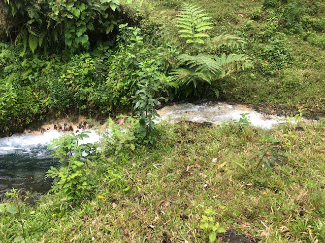 Cold & Hot springs surrounded by an overgrown farm, taken back by nature - Gallery image 13