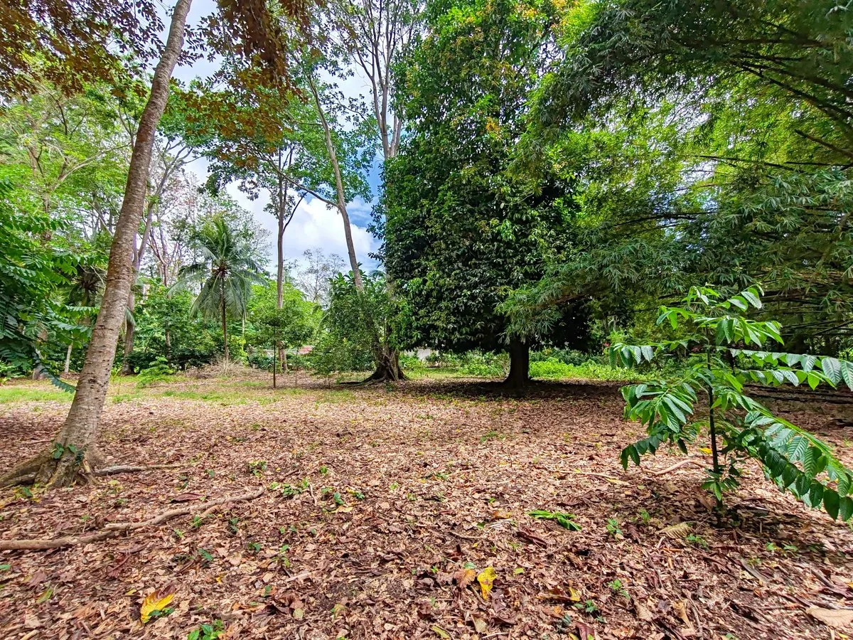 ID 1044: Build Ready Land Between Cahuita National Park and Puerto Viejo - Gallery image 5