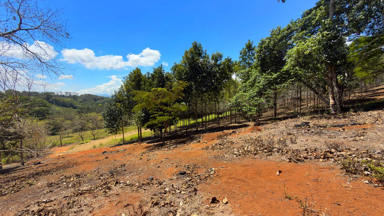 Agricultural Land For Sale in Daniel Flores - Gallery image 4