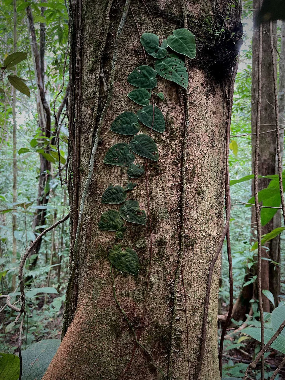 ID 4167: Investment Opportunity: 8-Acre Reforested Mountain Finca in Puriscal - Gallery image 31