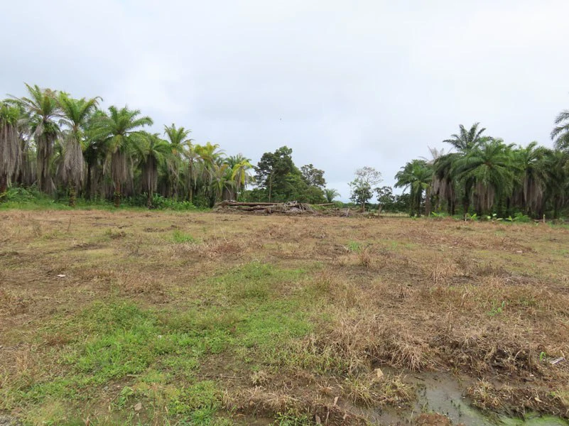 1.45-Acre Lot with Excellent Location in Canaza de Puerto Jimenez - Gallery image 8