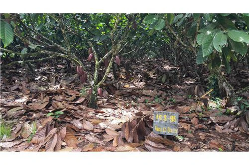 COCOA AND DAIRY FARM IN PRODUCTION AND GROWING: COCOA FARM IN PRODUCTION AND GROWING - Gallery image 9