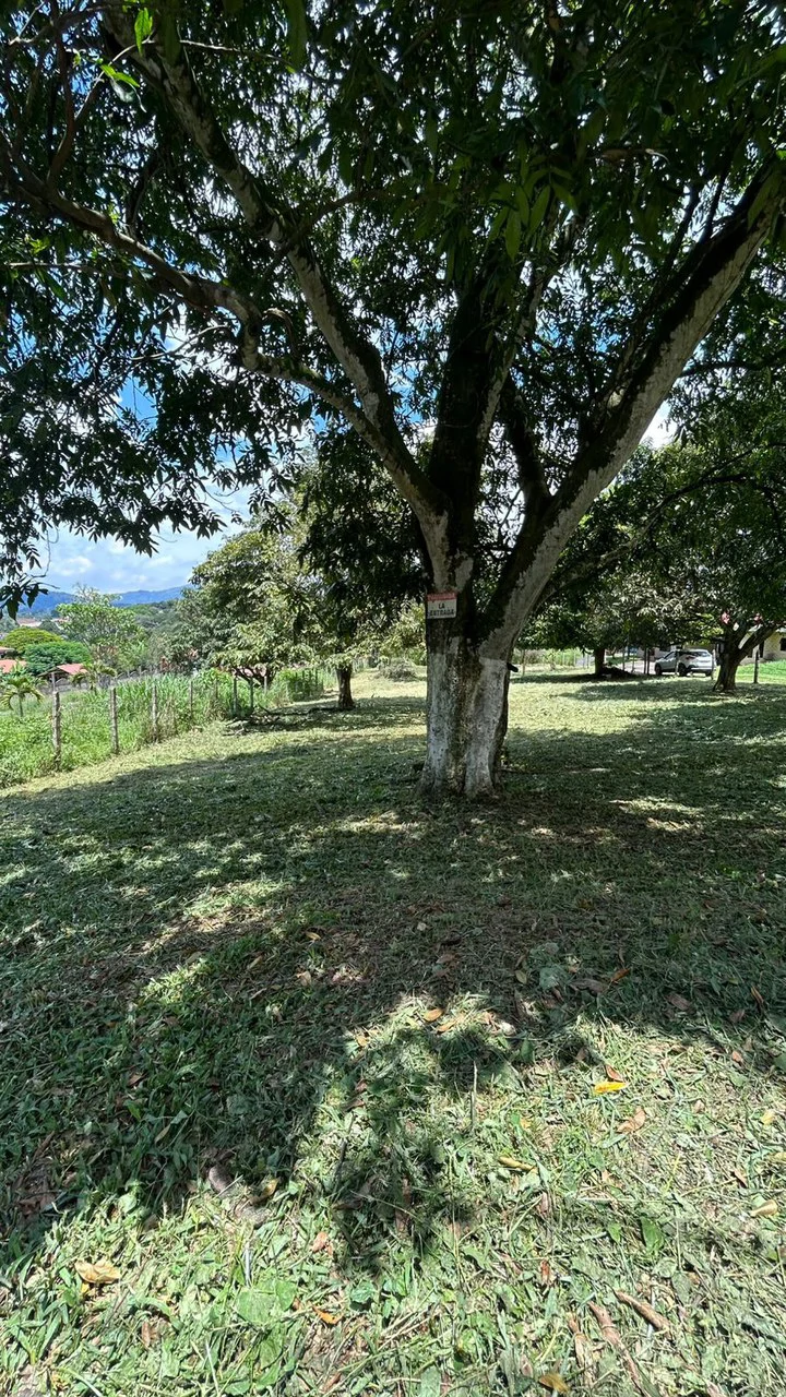Calas Mixed Uso: 2,000 m2 Lot for Apts, Commercial or Bodegas! - Gallery image 2