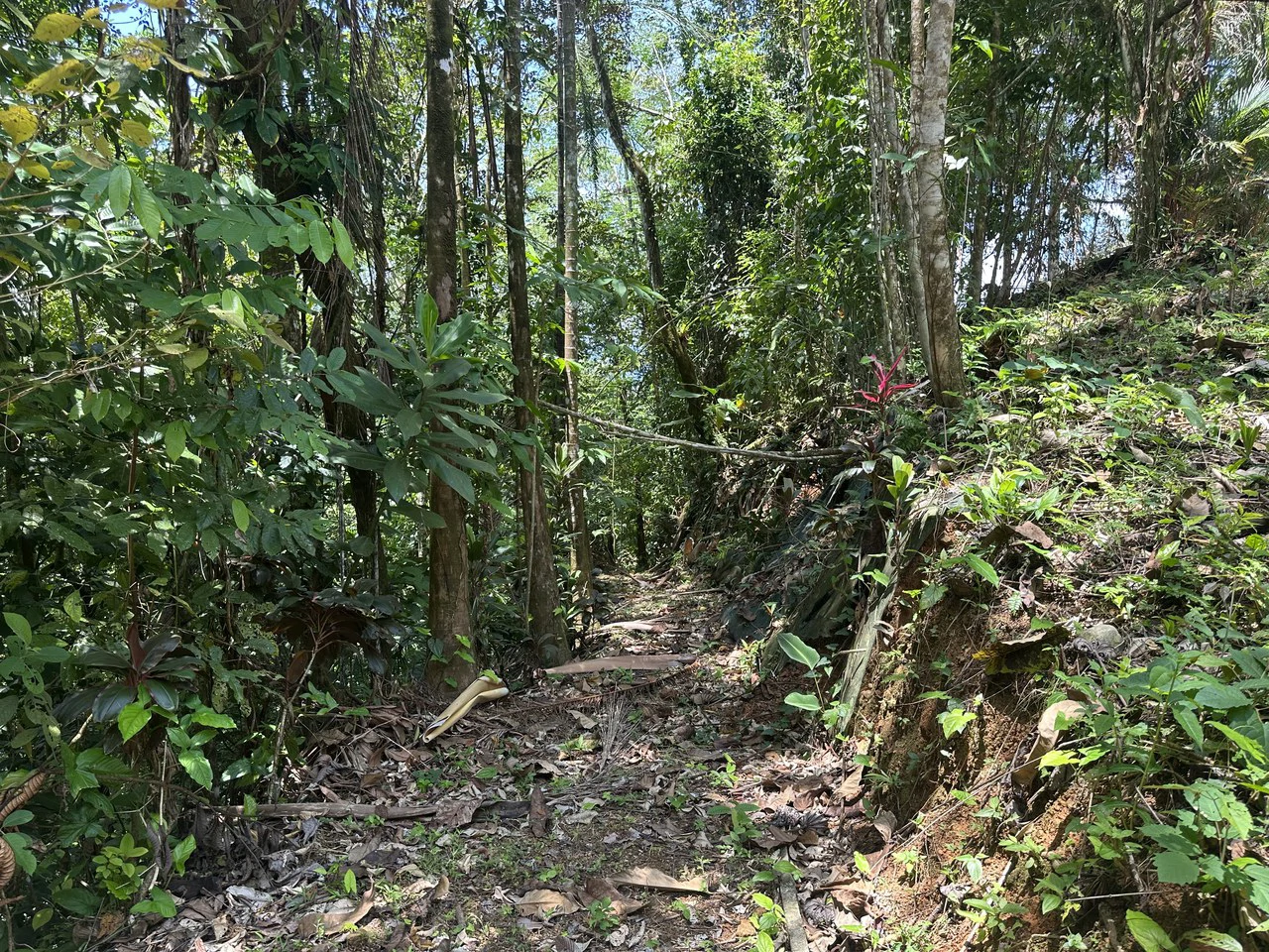 Ocean View Estate Lot with Private Waterfall – Uvita - Gallery image 14