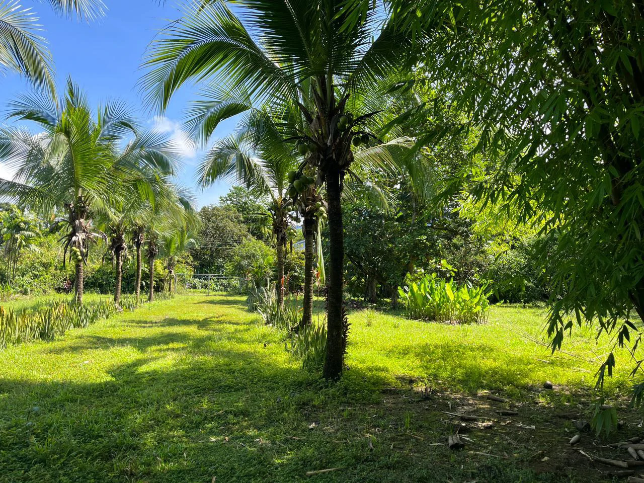 Perla Tropical Rio Seco: Great Opportunity for Sale with reduced price - Gallery image 22