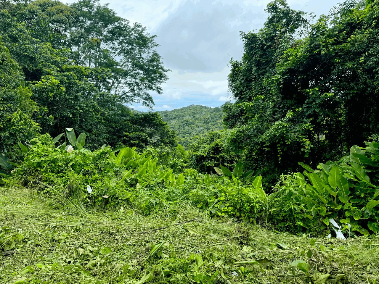 7.56 ACRES – Ocean View Acreage In Lagunas, 50% Flat And Usable, Public Road, ASADA Water, Fruit Trees!!!! - Gallery image 6