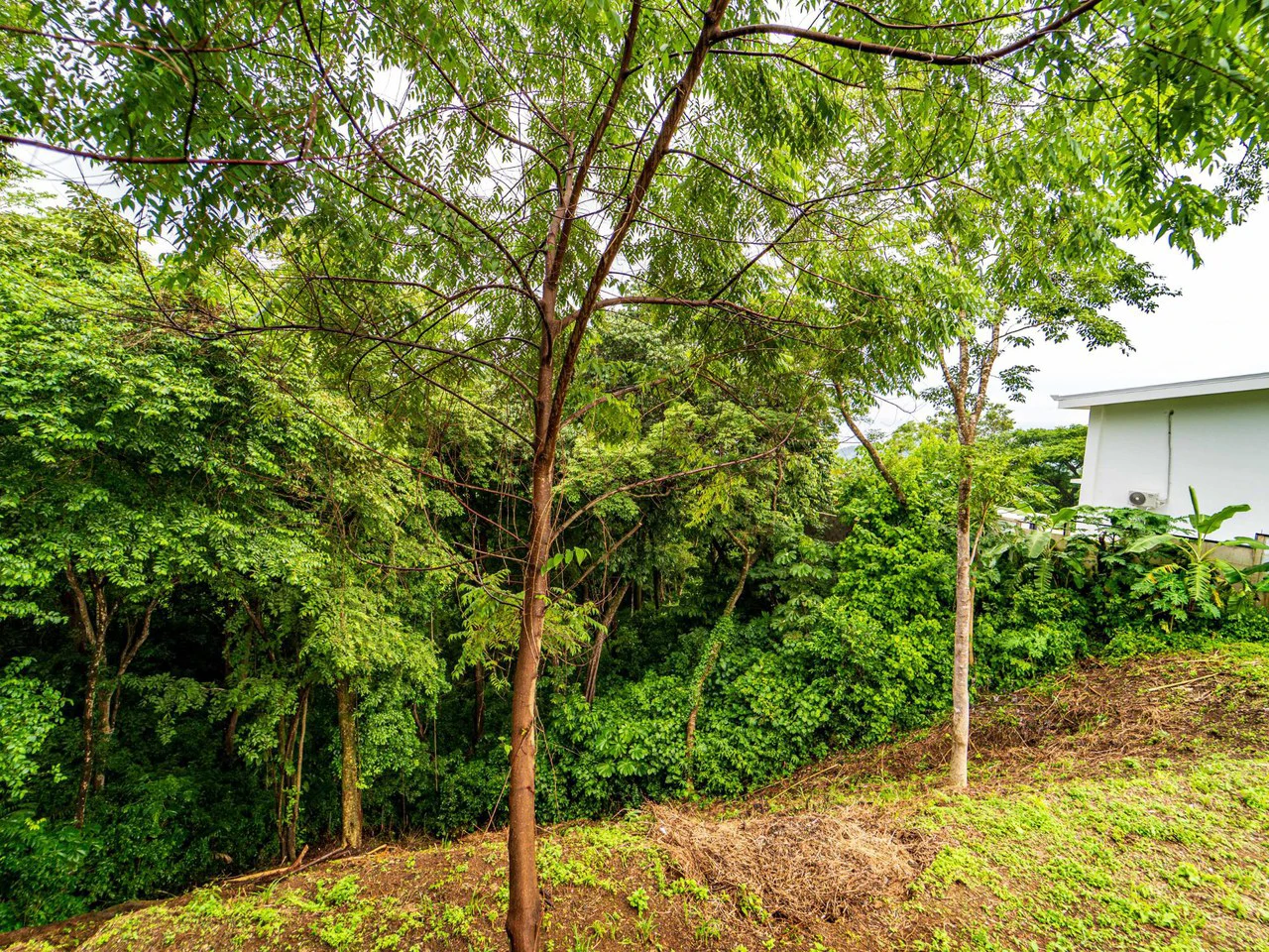 Carrillo Ridge Lot -: Partial Sunrise Ocean View lot - Gallery image 8