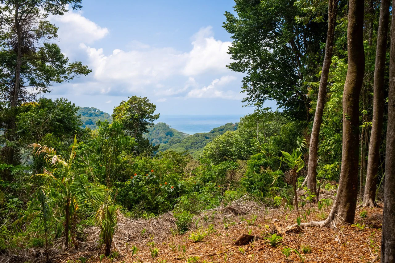 Rare 86-Acre Ocean View Estate Bordering Hacienda Barú – A Unique Opportunity for Conservation and Development - Gallery image 41