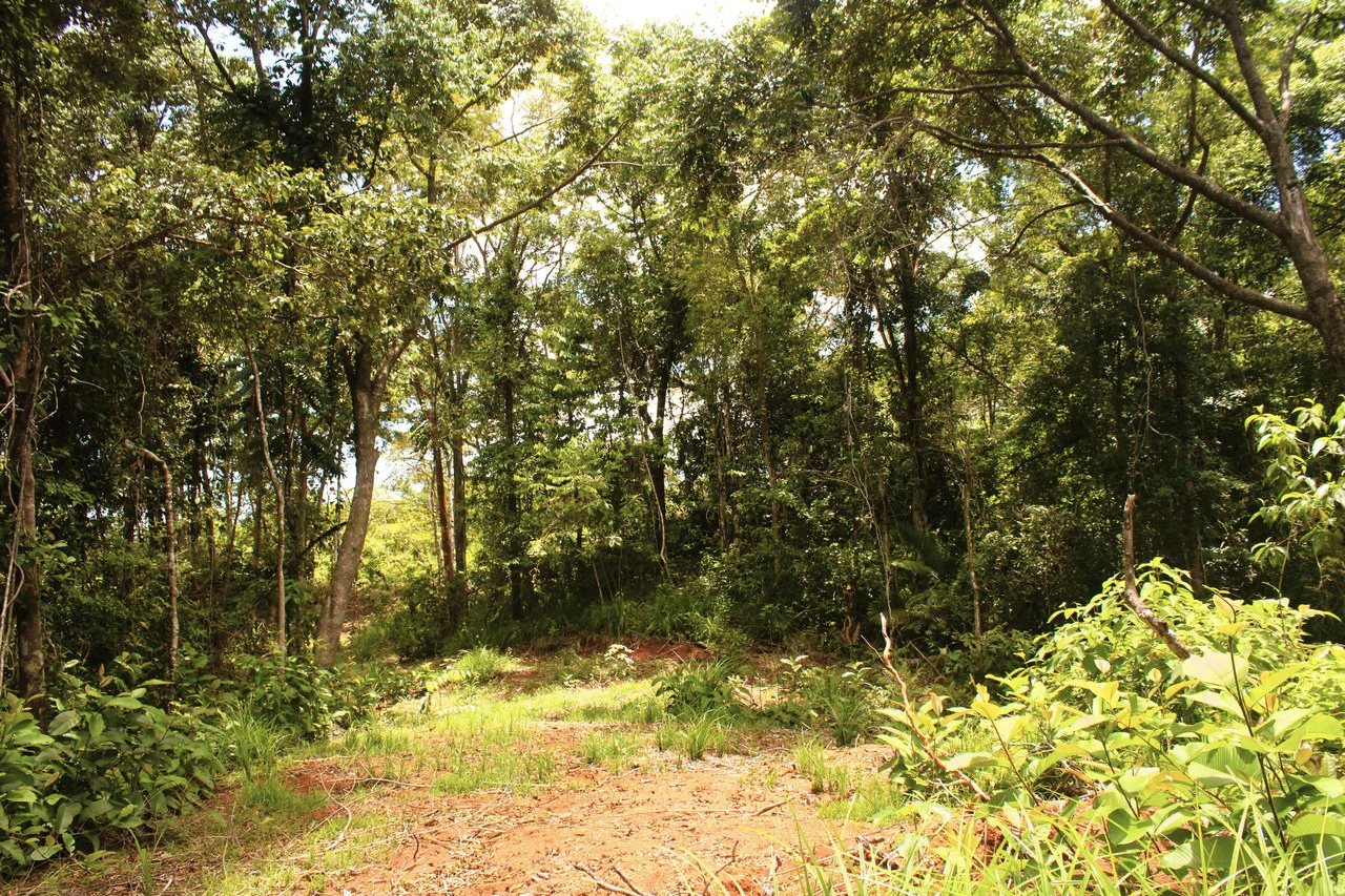 Wildlife Reserve Farm close to Ojochal - photo 10
