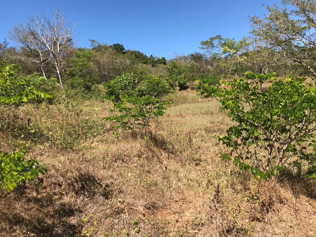 Ocean view farm for sale in the mountains of San Juanillo - Gallery image 11