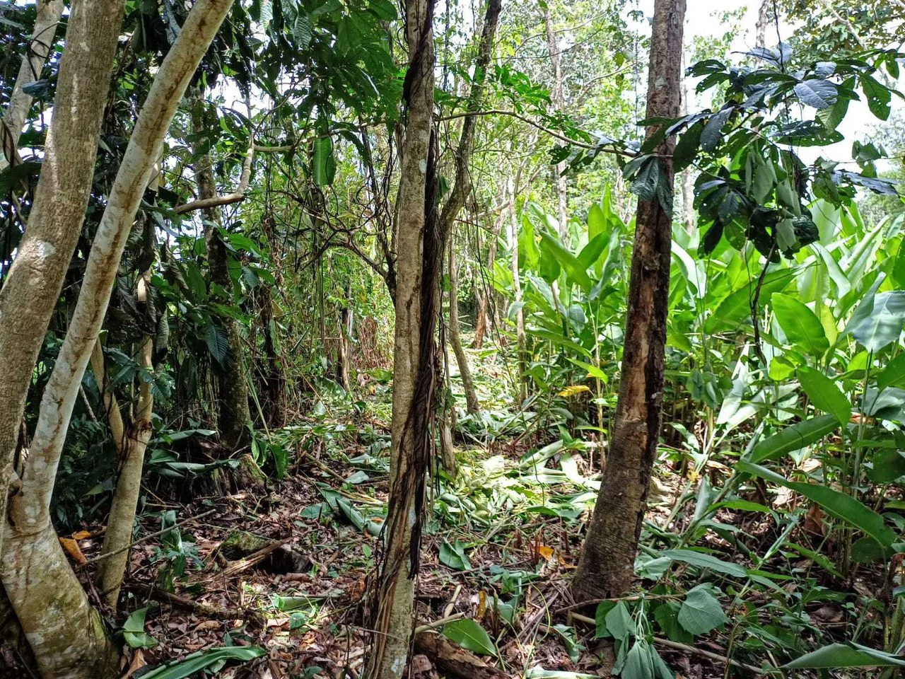 Natura Amapola Reserve, Puerto Jimenez - Gallery image 11