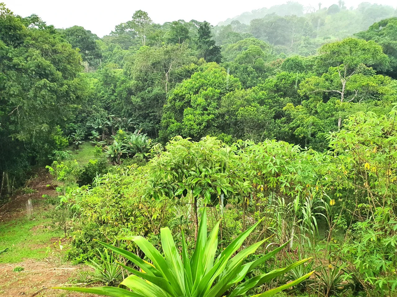 Land in Bijagual with a river crossing the property! - Gallery image 8