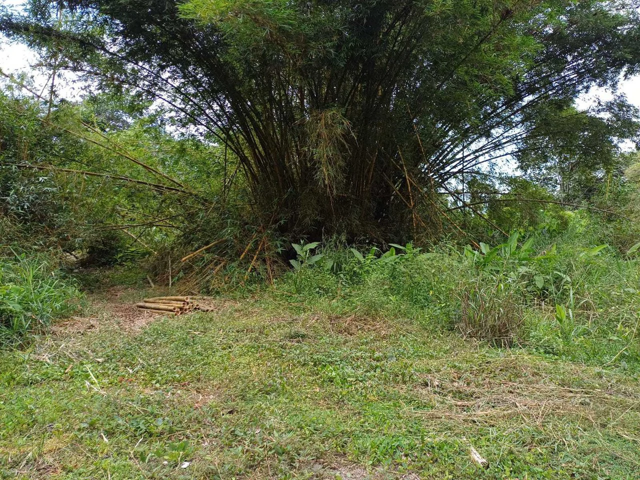 Natura Amapola Reserve, Puerto Jimenez - Gallery image 15