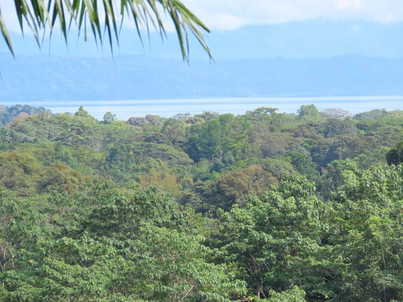Palm Farm with Ocean View, Ideal for Ecotourism or Residential Development - Gallery image 26