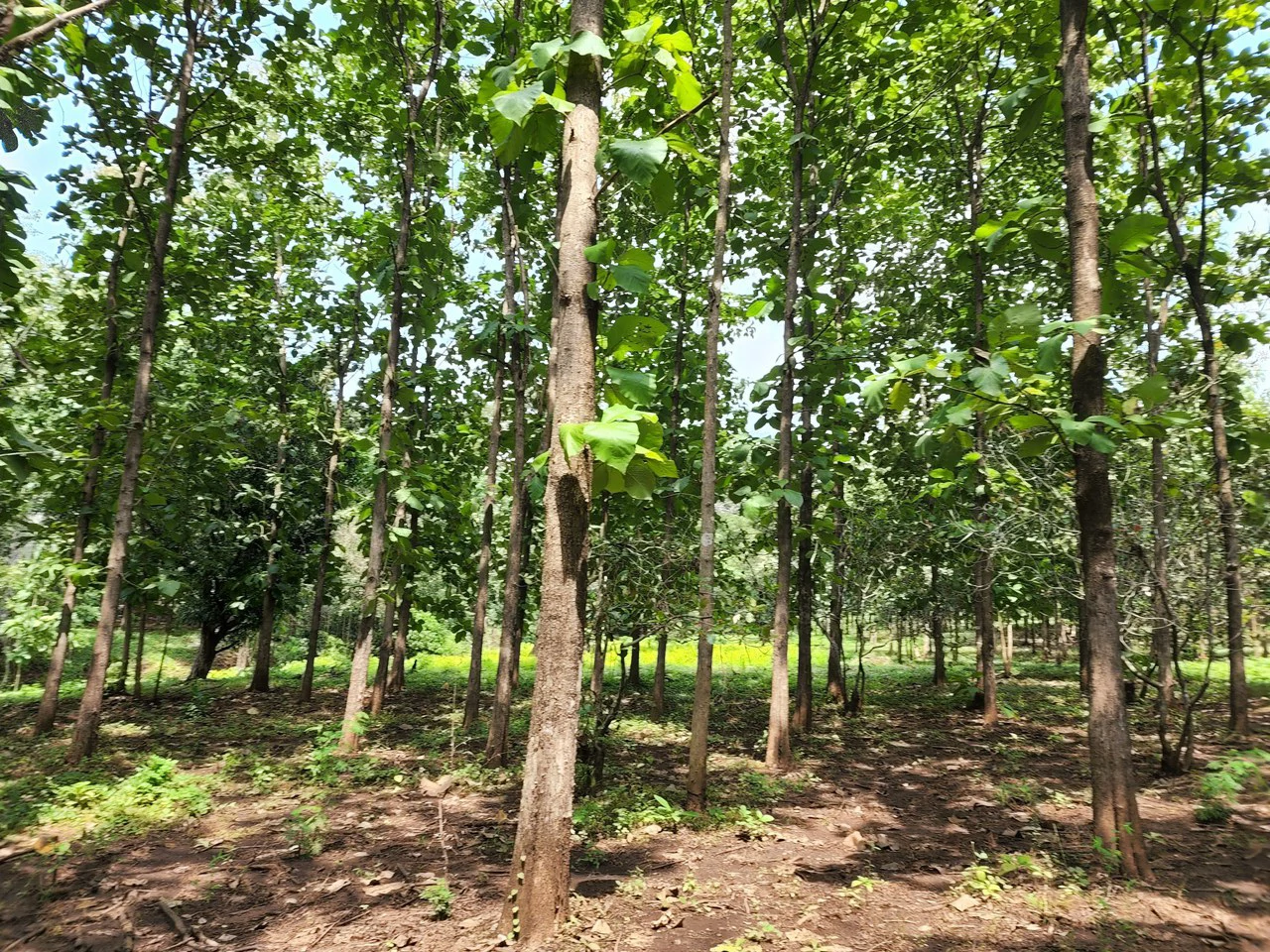 INVEST IN A TEAK PLANTATION FOR 25 YEARS - Gallery image 26