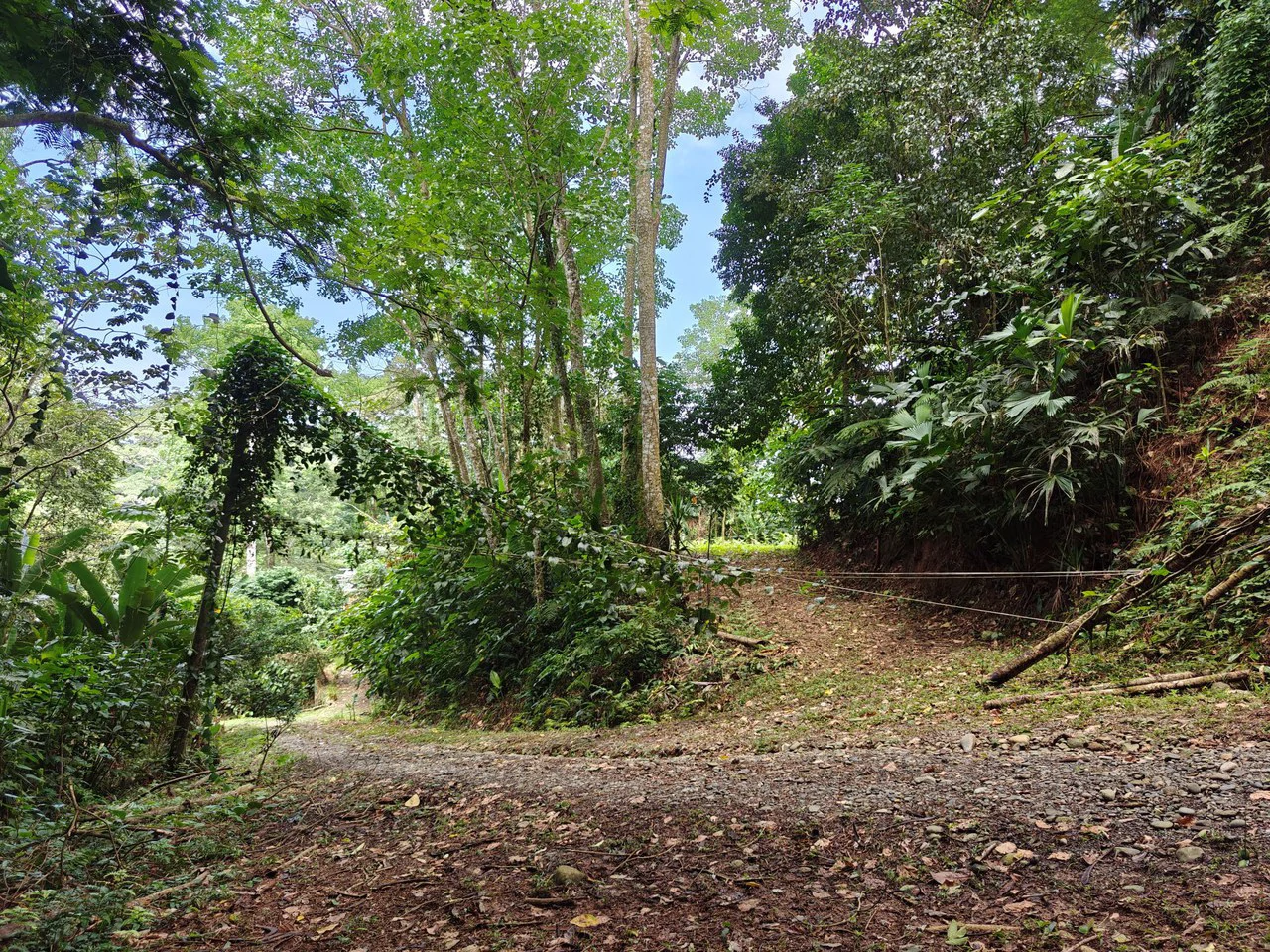 Mountain-Edge Sanctuary with Private Waterfall: 3 Titled Jungle Lots with Platforms, Waterfall, and Income Potential - Gallery image 13