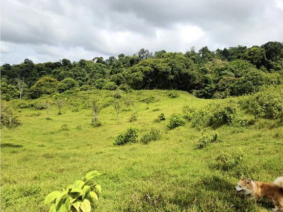 Serene Jungle Farm in Limon Province - Gallery image 65