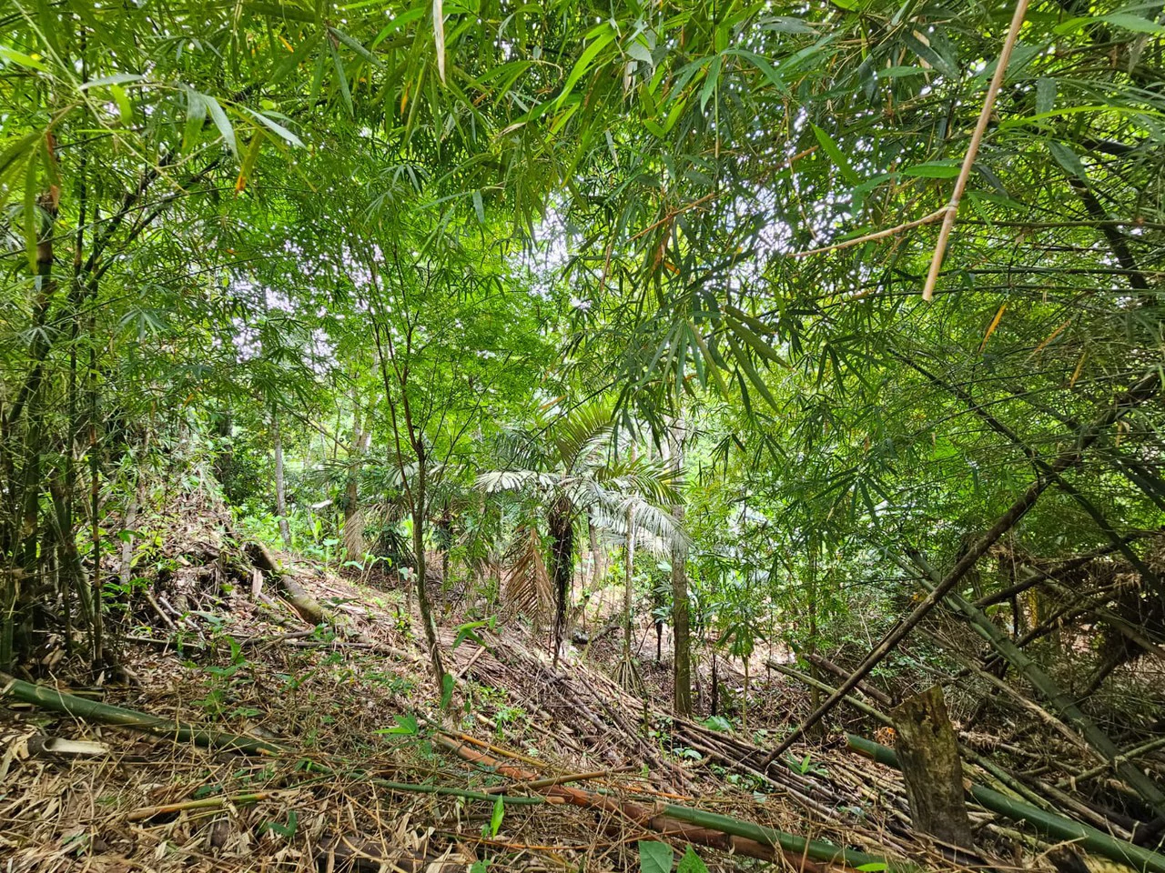 1800 sqm Lot in Cocles, Outside of Reserve: Jungle Living at it’s Finest in Colces, Outside of the Reserve. - Gallery image 3