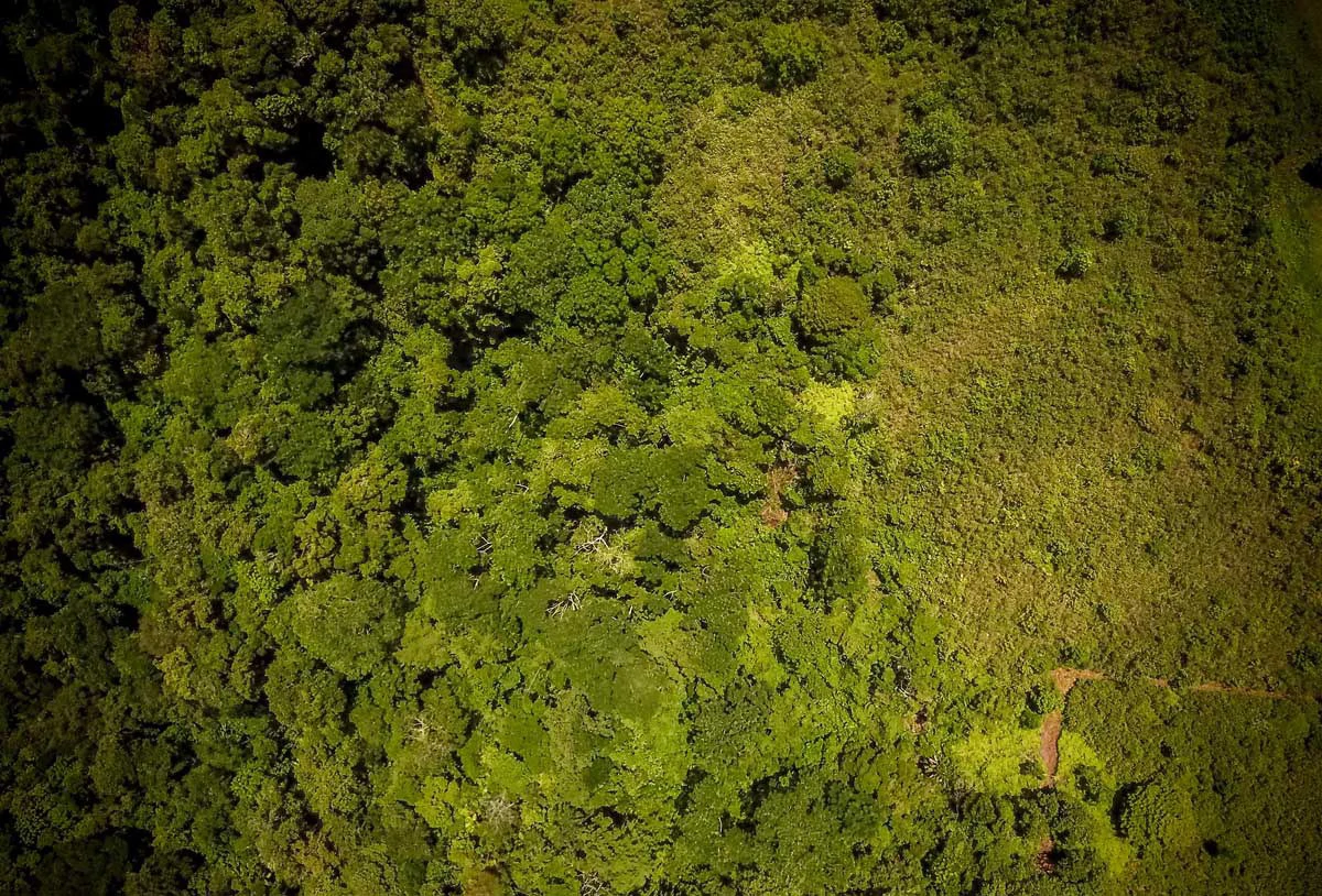 Sierpe Viewpoint on Main Route | San Juan de Sierpe, Puerto Jimenez - Gallery image 5