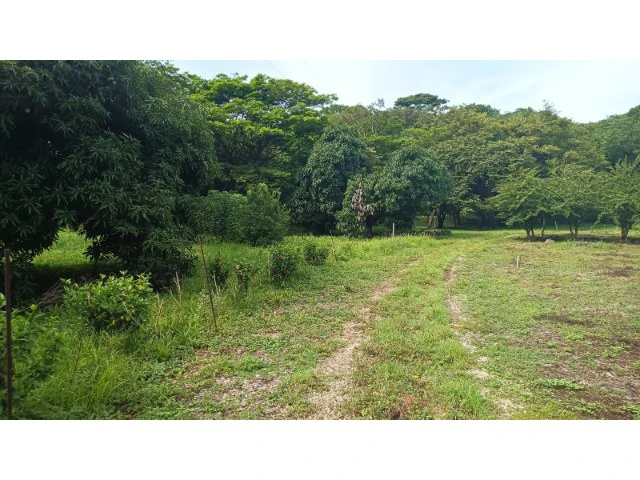 Tamarindo horse farm with two houses, a barn in the best natural setting - Gallery image 3