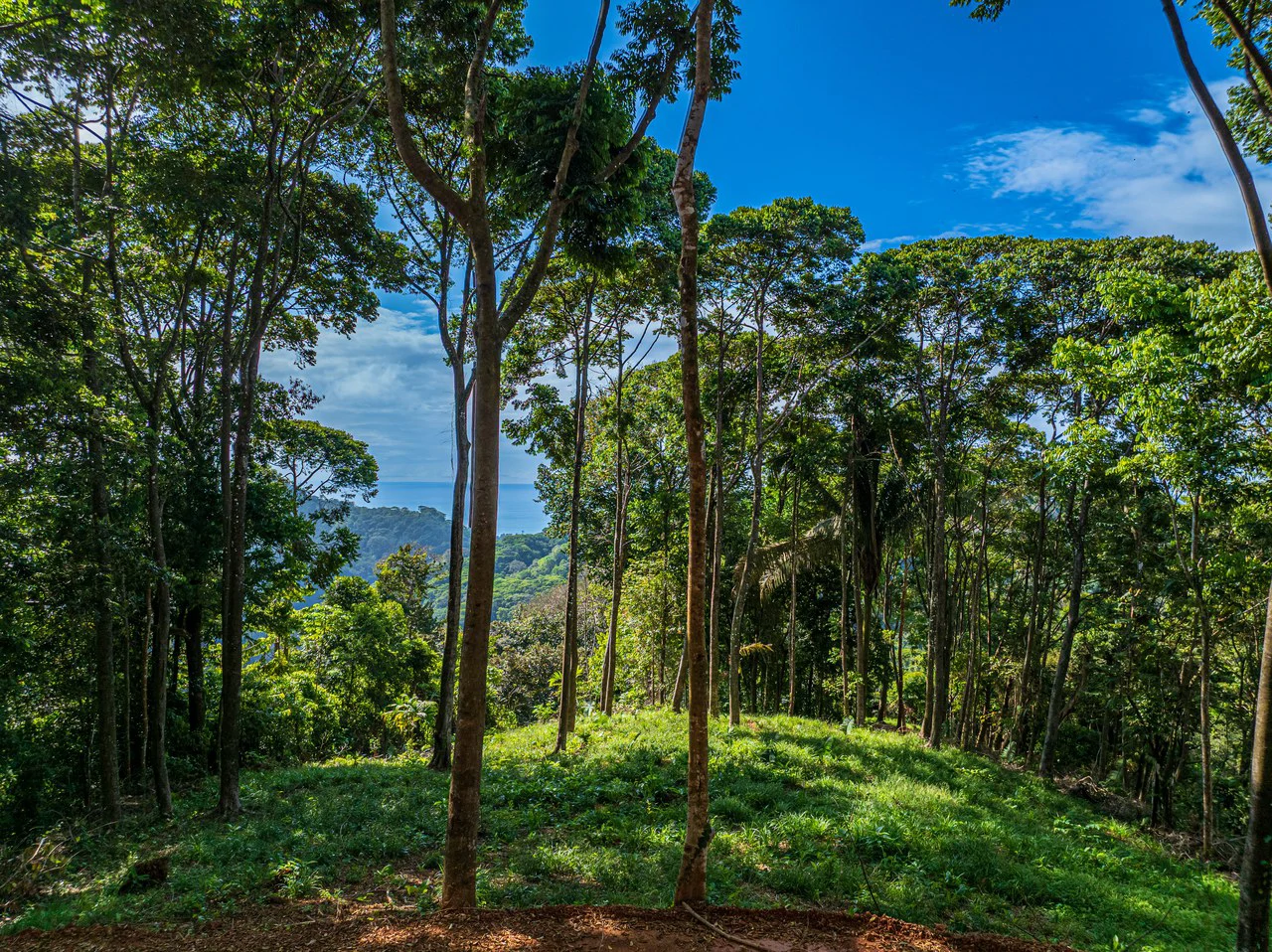 Rare 86-Acre Ocean View Estate Bordering Hacienda Barú – A Unique Opportunity for Conservation and Development - Gallery image 13