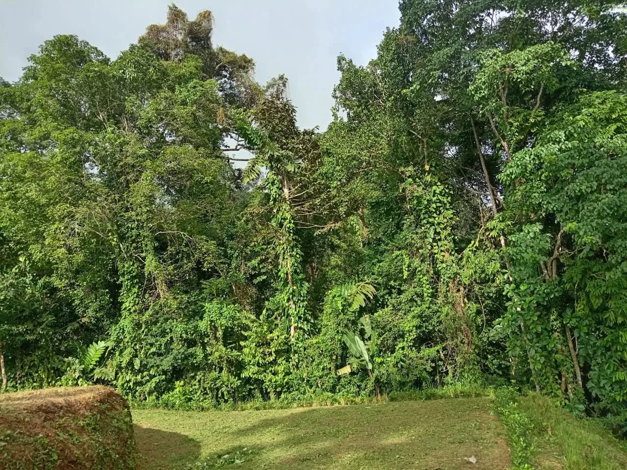 0.46 ACRES – Ocean View Land Just 4 Minutes Away From El Pavon Waterfall, Legal Water And Electricity Available & Ready To Build Site!!!: Mountain and Countryside Home Construction Site For Sale in Tr - Gallery image 6