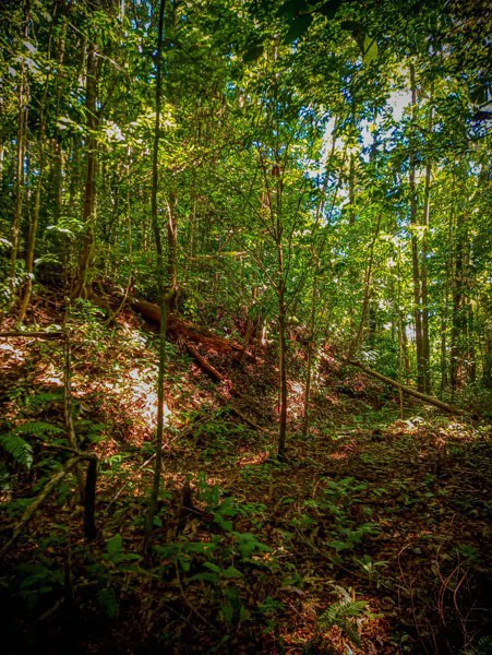 Ocean View & Primary forest 55-ha Rincon de Osa - Gallery image 20
