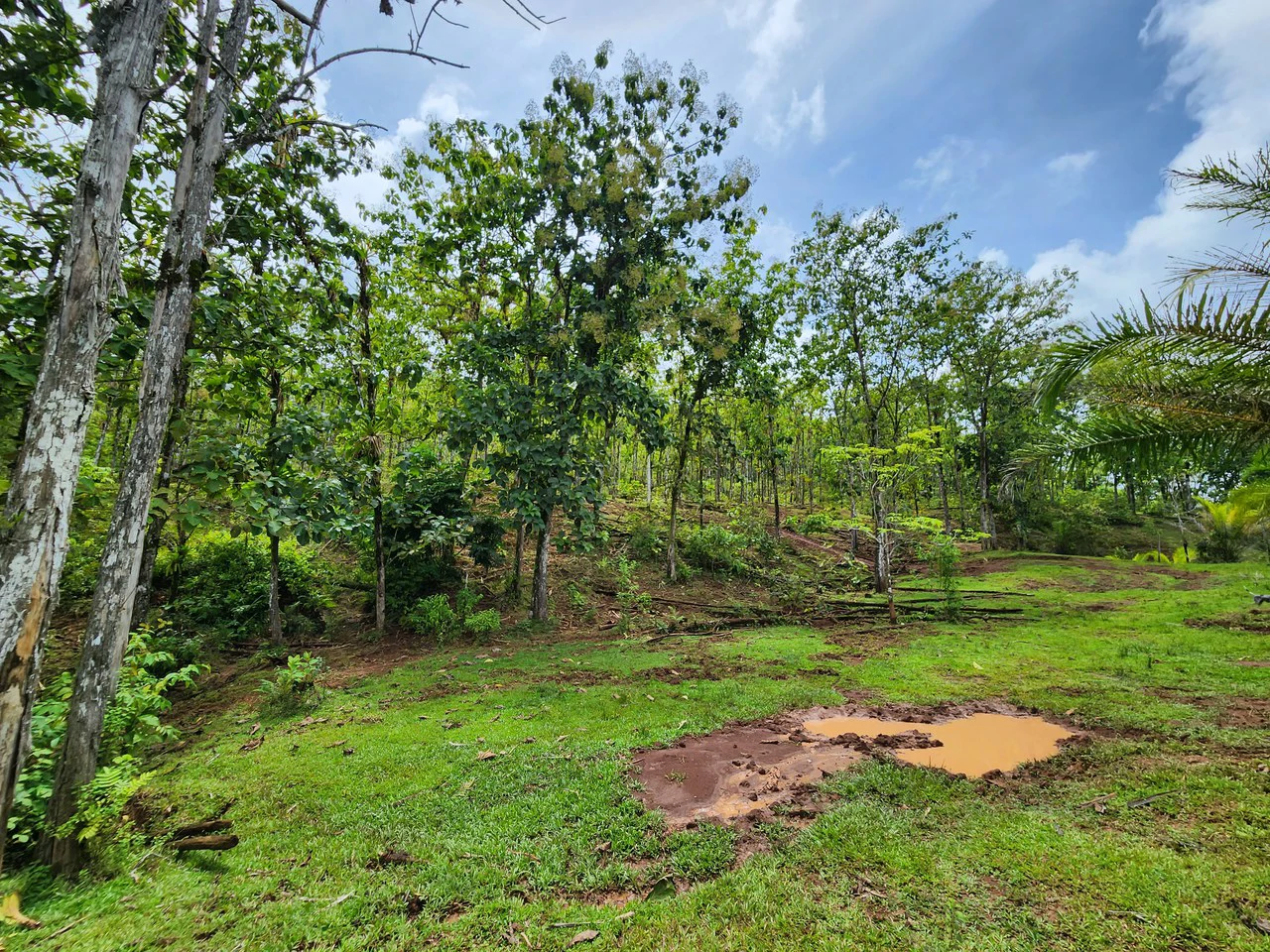 PRIME PARRITA FARM FOR SALE - Gallery image 29